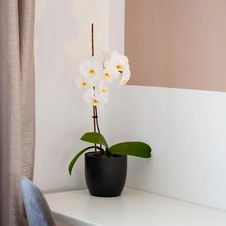 Apartman Euphemia *